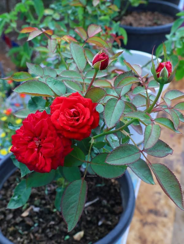 20ddf2f04a4eb4ed7364f85658f08707