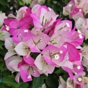 Bougainvillea